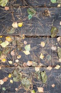 eski ahşap plakalar yapraklarla kaplı