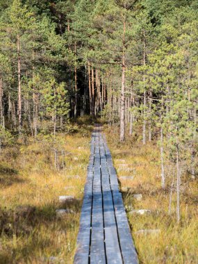 bataklığındaki ahşap yaya köprüsü