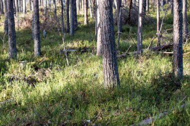 Bataklık manzara ağaçlar Bataklığı'ile