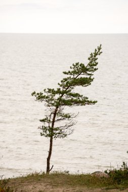 Baltık Denizi kayalık plaj