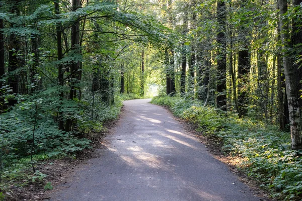 Slightly lit road in the forest — Stock Photo, Image