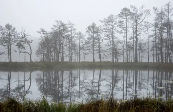 가 나무의 호수 — 스톡 사진