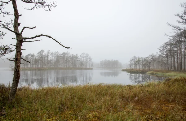 가 나무의 호수 — 스톡 사진
