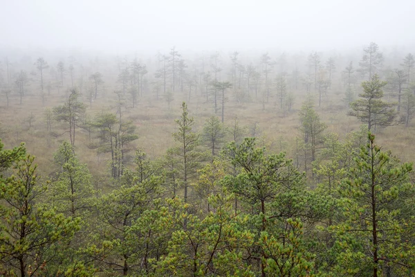 Болотный пейзаж с деревьями в болоте — стоковое фото