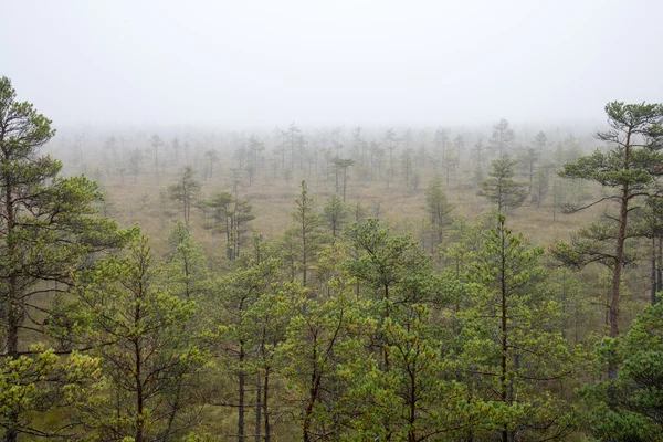 BOG krajina se stromy v bažině — Stock fotografie