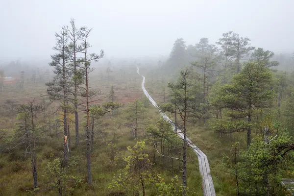 Bataklık manzara ağaçlar Bataklığı'ile — Stok fotoğraf