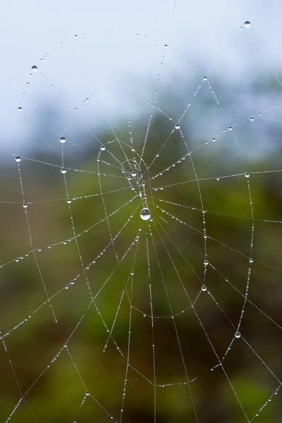 La tela de araña (telaraña) fondo de primer plano. — Foto de Stock