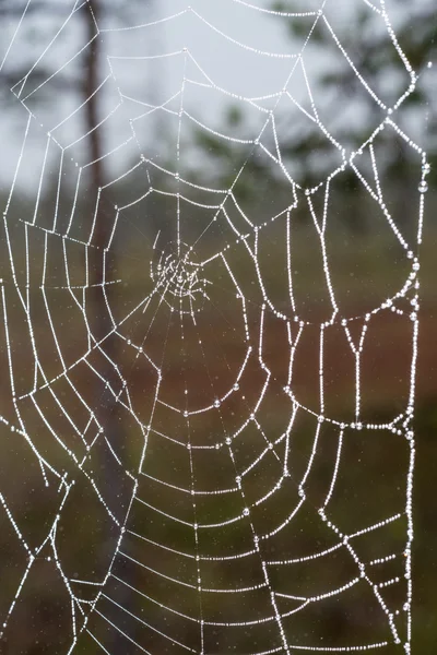 A teia de aranha (teia de aranha) fundo closeup. — Fotografia de Stock