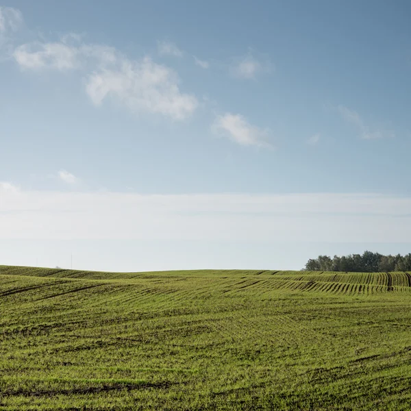 Belo campo de cultivo verde recém-cultivado — Fotografia de Stock