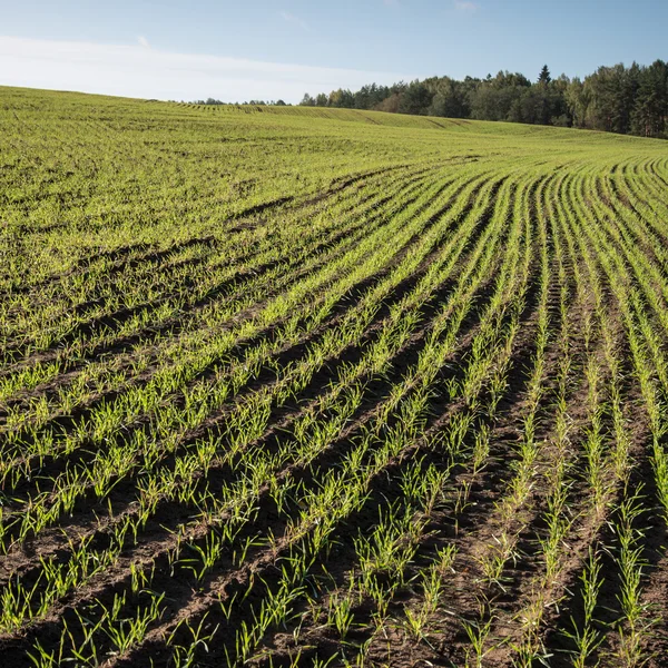 Beautiful freshly cultivated green crop field — Stock Photo, Image