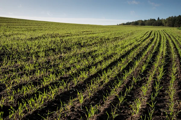 Beautiful freshly cultivated green crop field — Stock Photo, Image