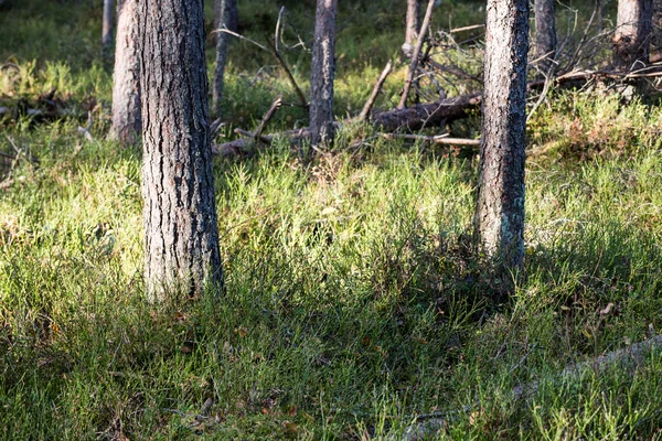 Paysage de tourbière avec des arbres dans les marais — Photo
