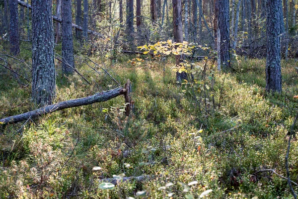 Bog landscape with trees in swamp — Stock Photo, Image