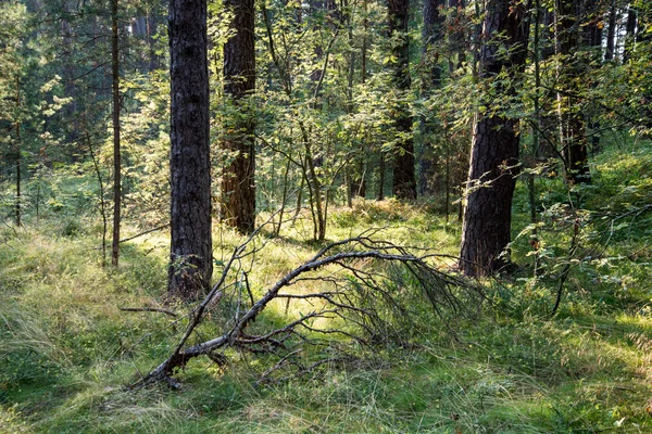 Denize yakın ormandaki ağaçlar — Stok fotoğraf