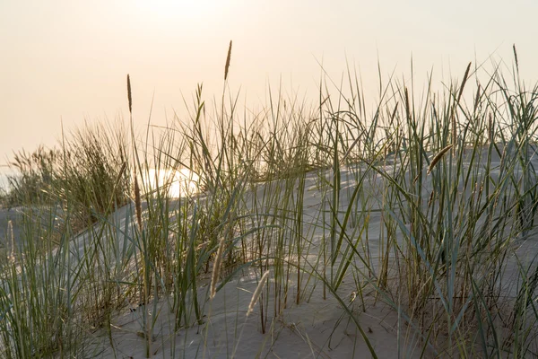 Grama verde nas dunas junto ao mar — Fotografia de Stock