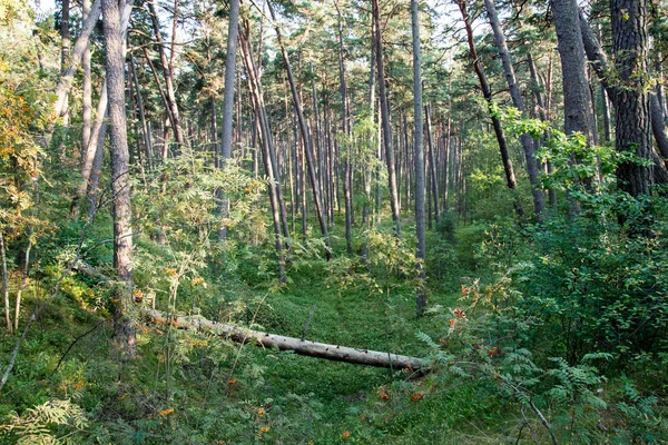 Drzewa w lesie, w pobliżu morza — Zdjęcie stockowe