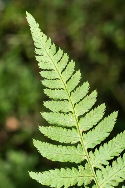 Farn im Wald — Stockfoto