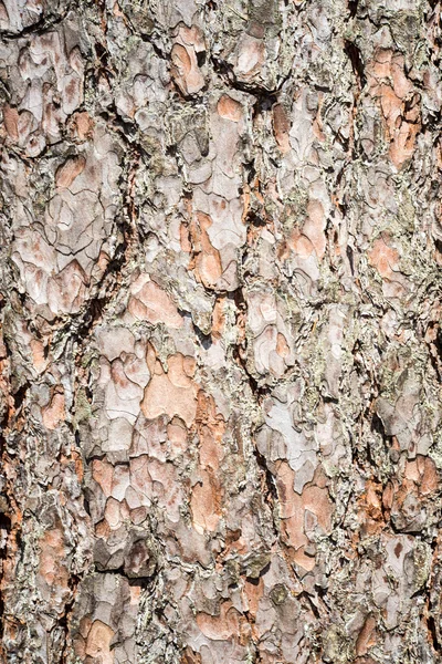 Casca de pinheiro na floresta — Fotografia de Stock