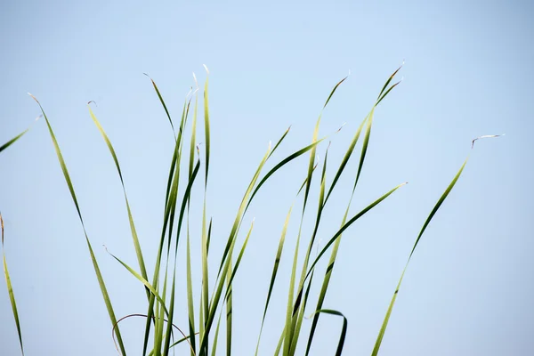 Poucas aberturas no fundo do céu azul — Fotografia de Stock