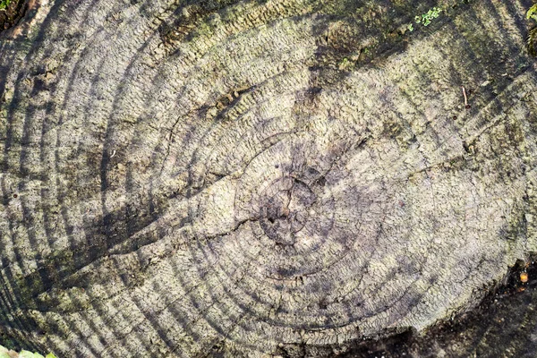 Un ceppo di vecchio albero — Foto Stock