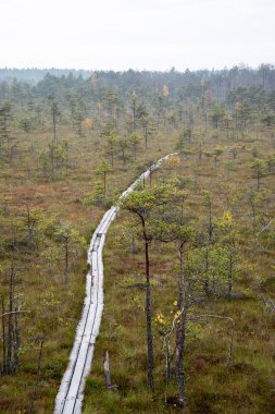 Sabah sis orman ve bataklık üzerinde