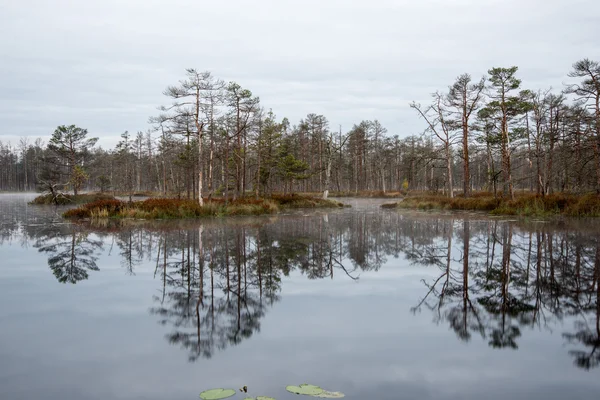 Reflexões na água do lago — Fotografia de Stock