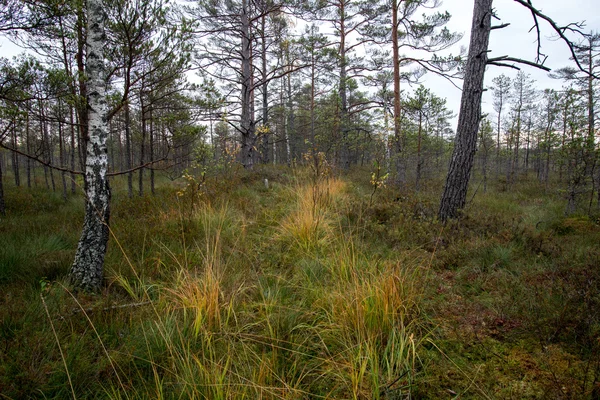 Ομίχλη το πρωί πάνω από το δάσος και marsh — Φωτογραφία Αρχείου