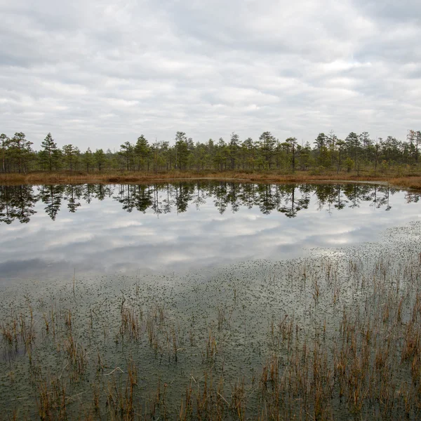 Reflections in the lake water — Stock Photo, Image