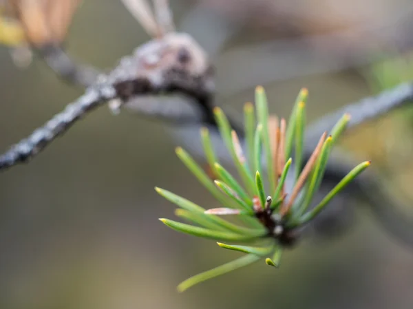 Gren med kottar — Stockfoto