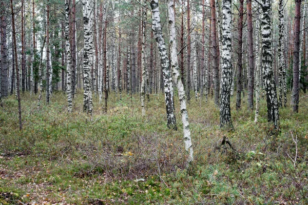 Ranní mlha nad lesní a marsh — Stock fotografie