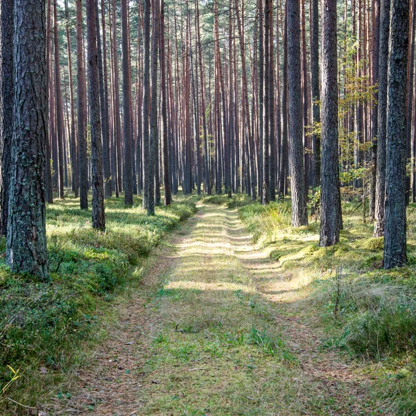 Rayos de sol matutinos en el bosque otoñal — Foto de Stock