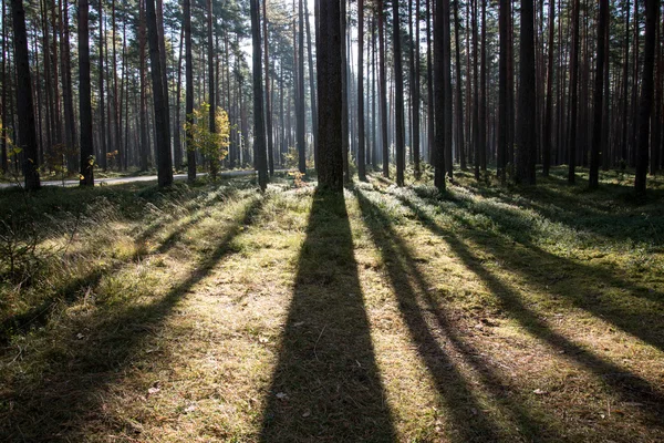 Auringonsäteet syksyllä metsässä — kuvapankkivalokuva