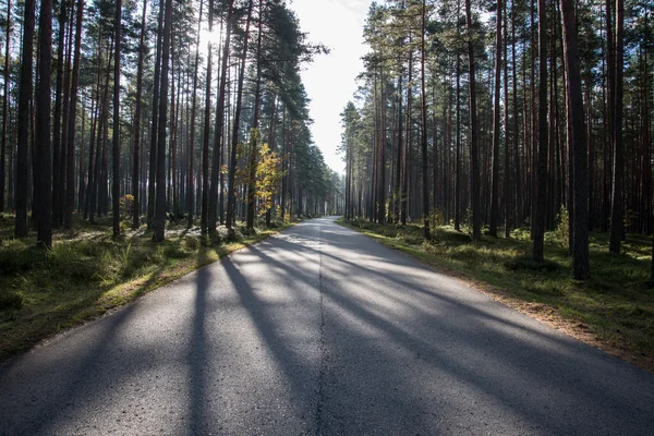 Manhã raios de sol sobre estrada de outono — Fotografia de Stock