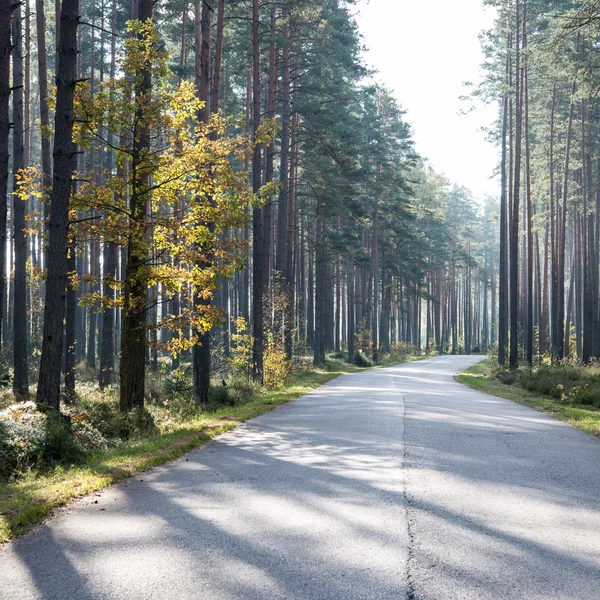 Morning sun beams over autumn road — Stock Photo, Image