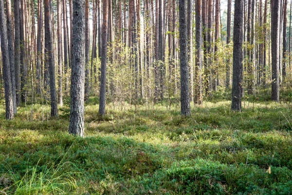 Ochtend zonnestralen in de herfst bos — Stockfoto