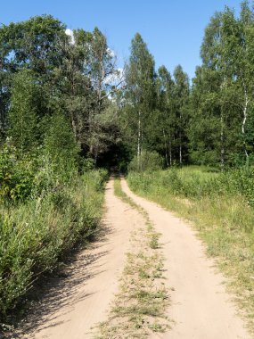 sabah güneş ışınları ile orman yolu