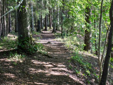 sabah güneş ışınları ile orman yolu
