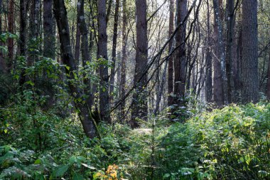 sabah güneş ışınları ile orman yolu