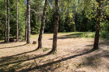 sabah güneş ışınları ile orman yolu