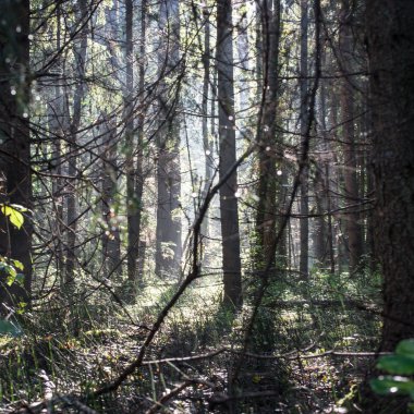 sabah güneş ışınları ile orman yolu