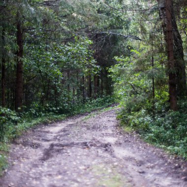 sabah güneş ışınları ile orman yolu