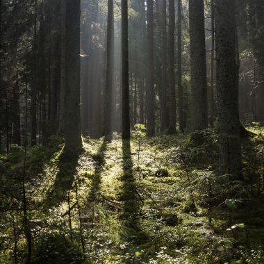 sabah güneş ışınları ile orman yolu