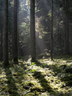 sabah güneş ışınları ile orman yolu