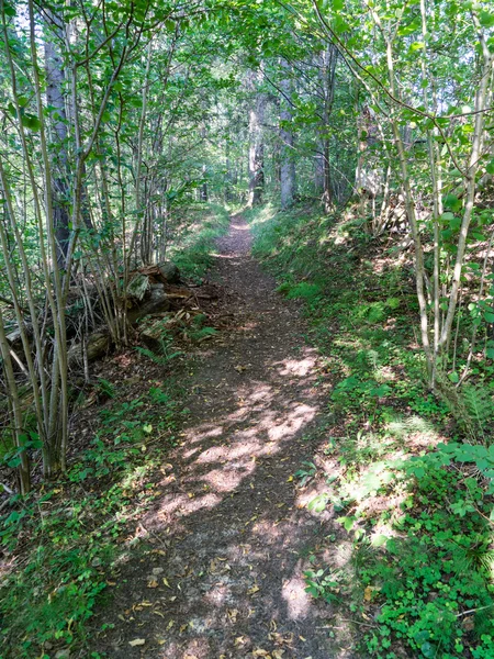 Strada forestale con raggi di sole al mattino — Foto Stock