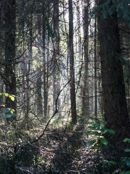 Route forestière avec des rayons de soleil le matin — Photo