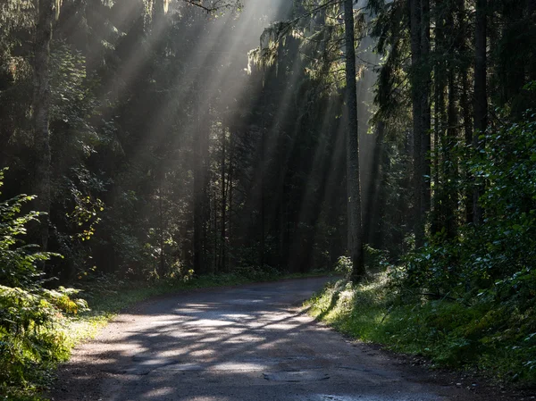 Carretera forestal con rayos de sol en la mañana — Foto de Stock