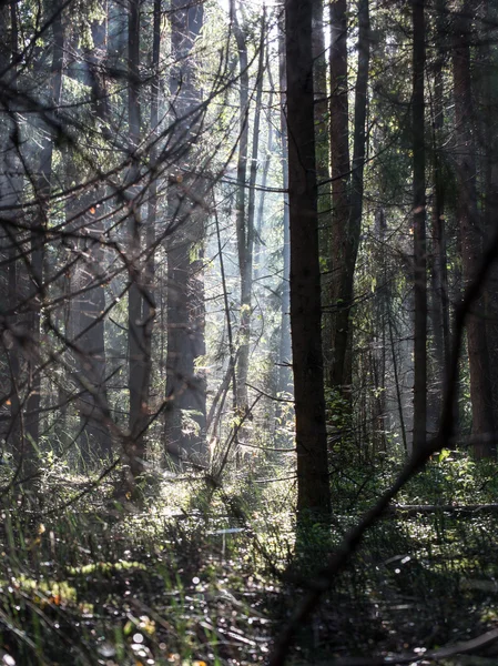 Forest road with sun rays in the morning — Stock Photo, Image