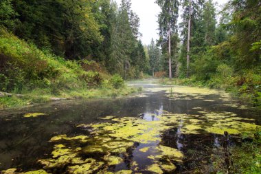 eski nehir banka ile su yansımalar