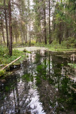 eski nehir banka ile su yansımalar