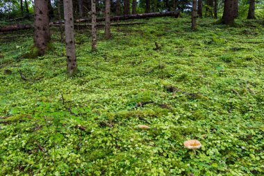 yosun ve sonbahar renkleri ile yeşil ormandaki ağaçlar
